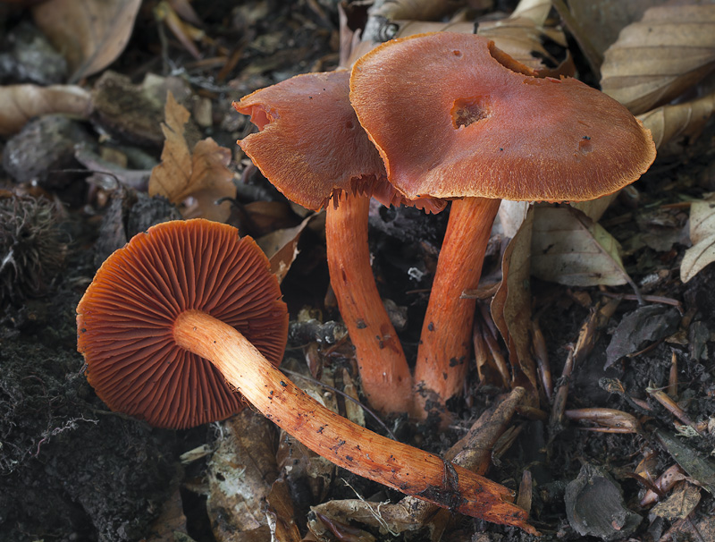 Cortinarius cinnabarinus